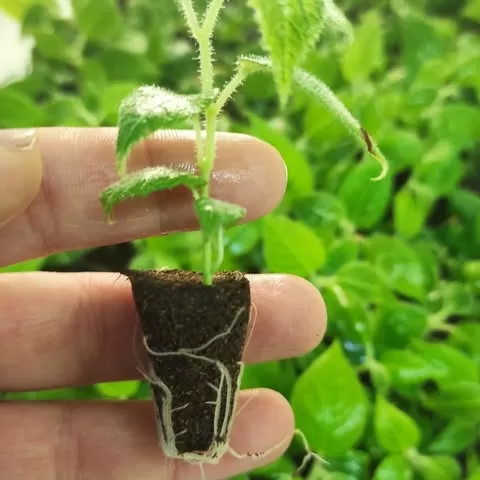 QualityPlant